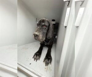 Abby - Female Great Dane Dog for Adoption - Photo #2