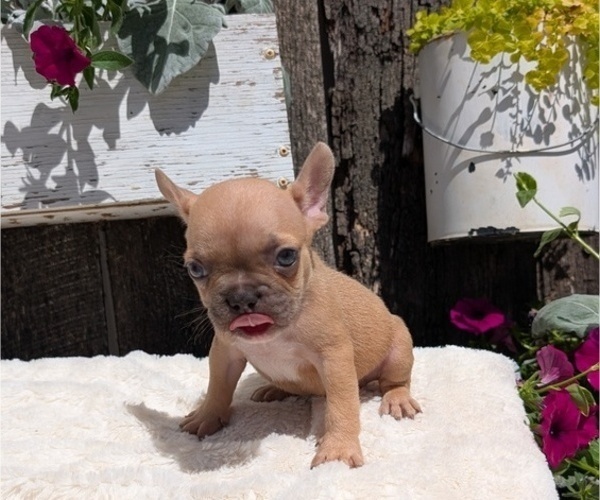 Medium Photo #7 French Bulldog Puppy For Sale in GOSHEN, IN, USA