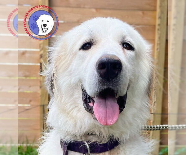 Medium Photo #1 Great Pyrenees Puppy For Sale in Spring, TX, USA
