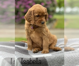 Golden Irish Puppy for sale in SHEDD, OR, USA