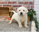 Small #4 Labrador Retriever