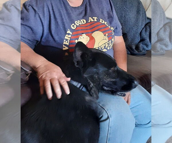 Medium Photo #2 Dutch Shepherd -German Shepherd Dog Mix Puppy For Sale in Imlay City, MI, USA