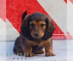 Small Dachshund
