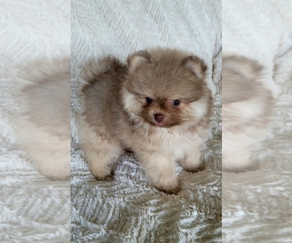 Medium Photo #4 Pomeranian Puppy For Sale in ORRVILLE, OH, USA