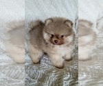Small #3 Pomeranian