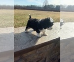 Small #3 Sheepadoodle