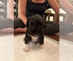 Puppy Male 2 Schnauzer (Miniature)