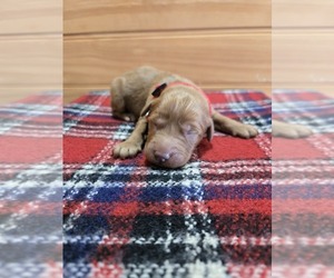 Goldendoodle Puppy for sale in WILLIAMSTOWN, KY, USA