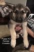 Small Photo #19 German Shepherd Dog Puppy For Sale in BARTLETTSVILLE, IN, USA