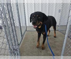 Rottweiler Dogs for adoption in Bakersfield, CA, USA