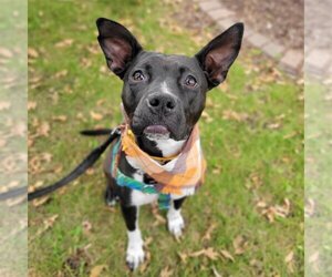 Persephone - Female Mutt Dog for Adoption - Photo #29