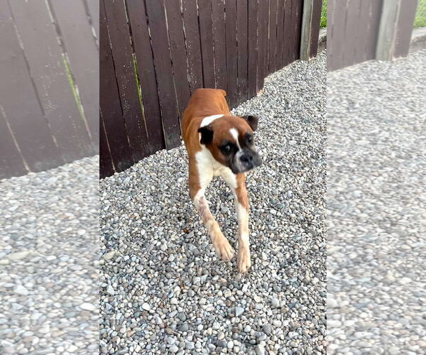 Medium Photo #5 Boxer Puppy For Sale in Burnsville, MN, USA