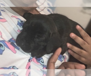 American Pit Bull Terrier-Unknown Mix Puppy for sale in STONE MOUNTAIN, GA, USA