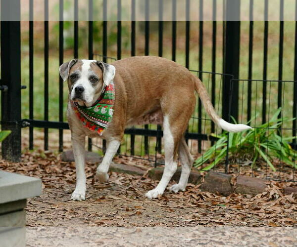 Medium Photo #10 Boxer-Unknown Mix Puppy For Sale in Boonton, NJ, USA