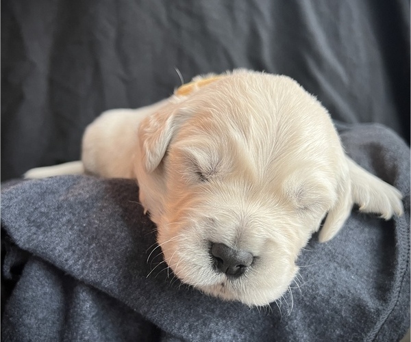 Medium Photo #4 Golden Retriever Puppy For Sale in ALPENA, MI, USA