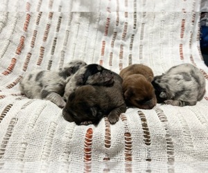 Chow Chow Puppy for sale in ARLINGTON, TX, USA