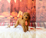 Puppy Bear Cavapoo
