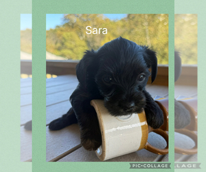 Yorkipoo Puppy for sale in BENNINGTON, IN, USA