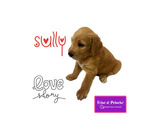 Puppy 3 Poodle (Standard)-Spinone Italiano Mix