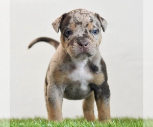 American Bully Puppy for sale in DE LEON SPRINGS, FL, USA