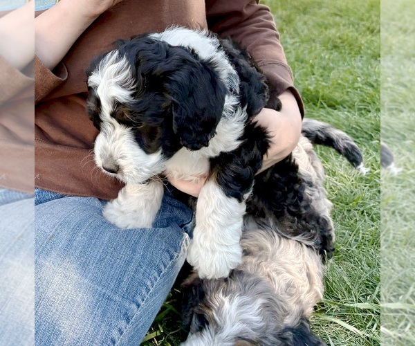 Medium Photo #5 Bernedoodle (Miniature) Puppy For Sale in ROY, UT, USA