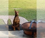 Small Photo #2 Doberman Pinscher Puppy For Sale in LUTZ, FL, USA