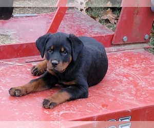 Rottweiler Puppy for sale in STARK CITY, MO, USA