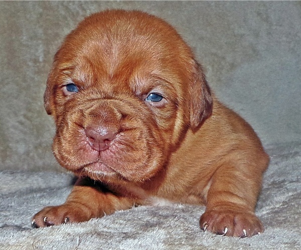 Medium Photo #3 Dogue de Bordeaux Puppy For Sale in ANDOVER, CT, USA