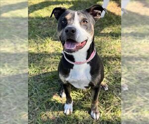Labrador Retriever-Unknown Mix Dogs for adoption in Conroe, TX, USA
