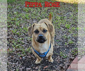 Pippa Rose - Female Dachshund-Unknown Mix Dog for Adoption - Photo #14