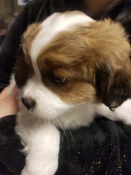 Medium Photo #4 Cava-Chin Puppy For Sale in HENNIKER, NH, USA