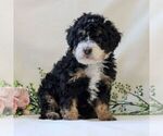 Small Photo #5 Bernedoodle (Miniature) Puppy For Sale in NARVON, PA, USA