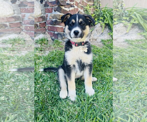 Medium Photo #5 Mutt Puppy For Sale in Marina Del Rey, CA, USA