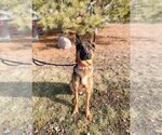 Small Photo #2 German Shepherd Dog Puppy For Sale in Fargo, ND, USA