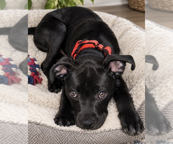 Medium Photo #16 Labrador Retriever-Unknown Mix Puppy For Sale in Springdale, PA, USA