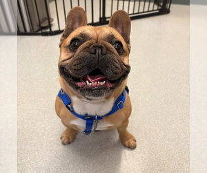 French Bulldog Dogs for adoption in Boston, MA, USA