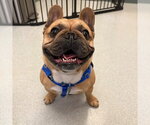 Small French Bulldog