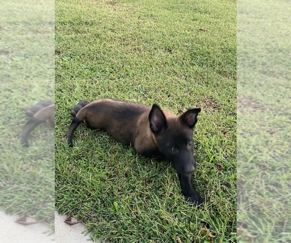 Medium Photo #4 Belgian Malinois Puppy For Sale in ROBERTSVILLE, MO, USA