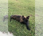 Litter of 4 - Female Belgian MalinoisLitter of Puppies for Sale - Photo #4