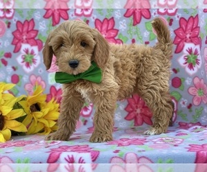 Goldendoodle (Miniature) Puppy for sale in LANCASTER, PA, USA
