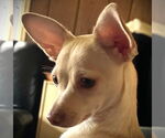 Small #4 Chihuahua