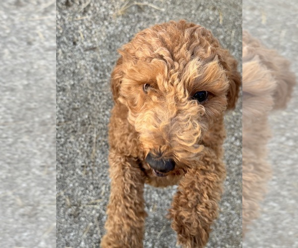 Medium Photo #1 Goldendoodle (Miniature) Puppy For Sale in RICHLAND, MO, USA