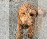 Small Photo #1 Goldendoodle (Miniature) Puppy For Sale in RICHLAND, MO, USA