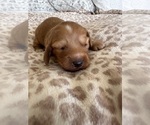 Small #4 Dachshund