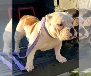 Mother of the American Bully puppies born on 08/10/2025