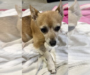 Chihuahua Dogs for adoption in Boca Raton, FL, USA