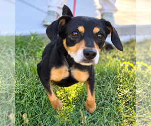 Miniature Pinscher-Unknown Mix Dogs for adoption in Raleigh, NC, USA