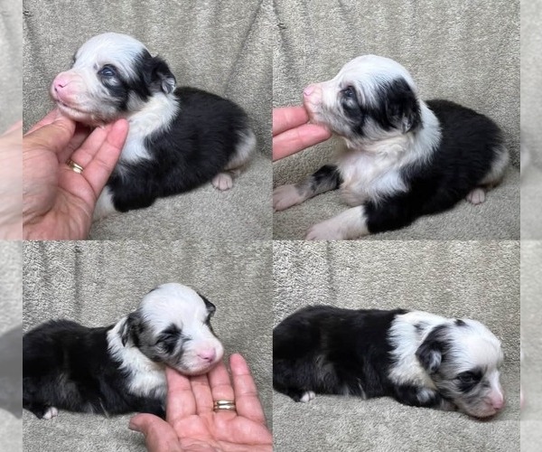 Medium Photo #1 Miniature Australian Shepherd Puppy For Sale in BROOKER, FL, USA