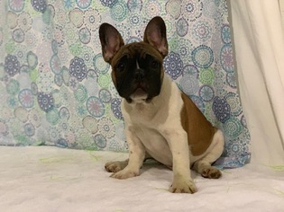 French Bulldog Puppy for sale in MACON, VA, USA
