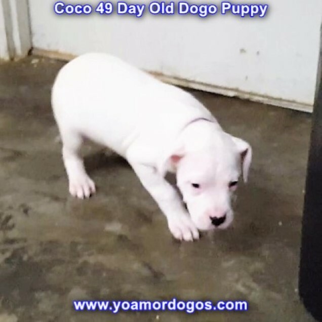 Medium Photo #118 Dogo Argentino Puppy For Sale in JANE, MO, USA